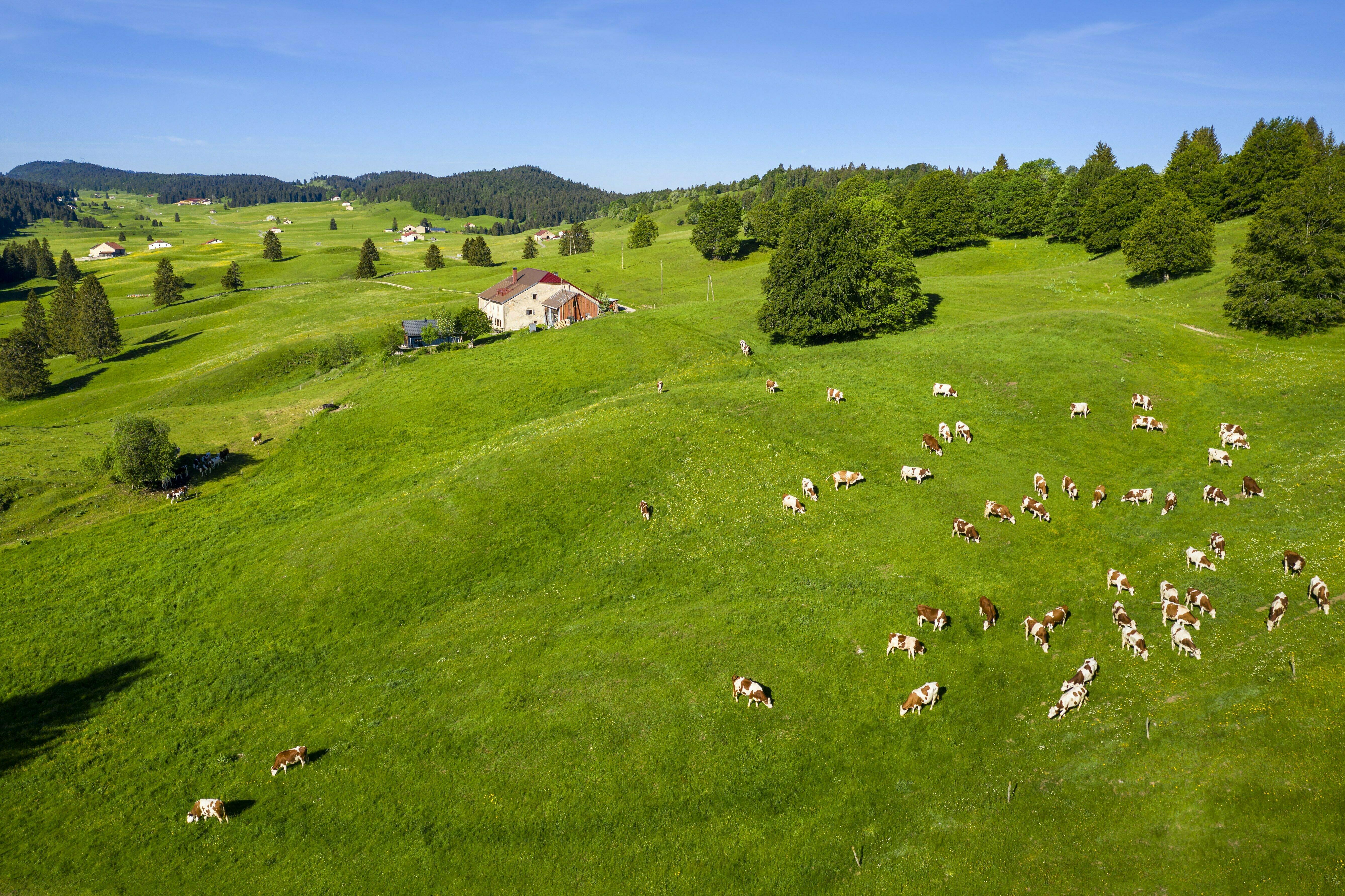 PAYSAGE_VACHES_ Ⓒ STEPHANE_GODIN 