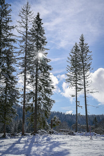 J.Carrot - ENJ 2026 (7)  Ⓒ  J.Carrot - ENJ