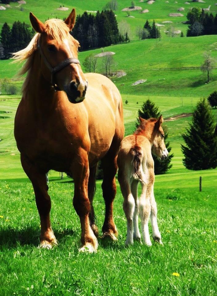 505730126_9993645127417777_8720531372855848680_n  Ⓒ  CENTRE EQUESTRE TINGUELY