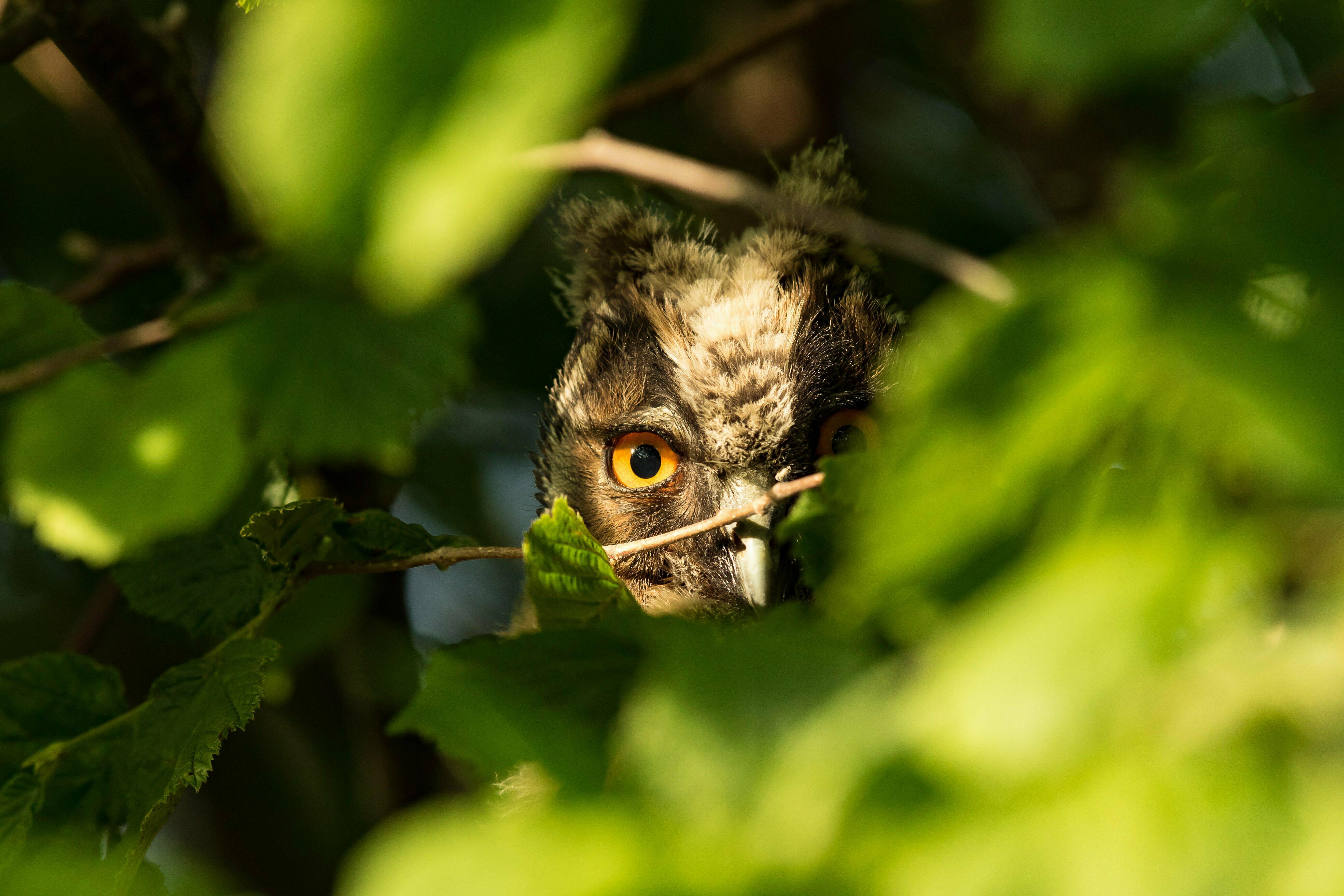 3-thionnet-yoann-01-1  Ⓒ  Yoann Thionnet Instinct Nature Photographie