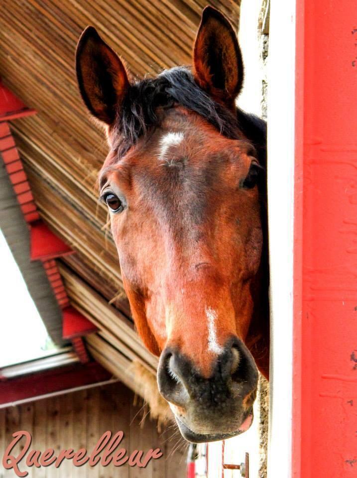 505130122_9993160980799525_1207099897477337184_n  Ⓒ  CENTRE EQUESTRE TINGUELY
