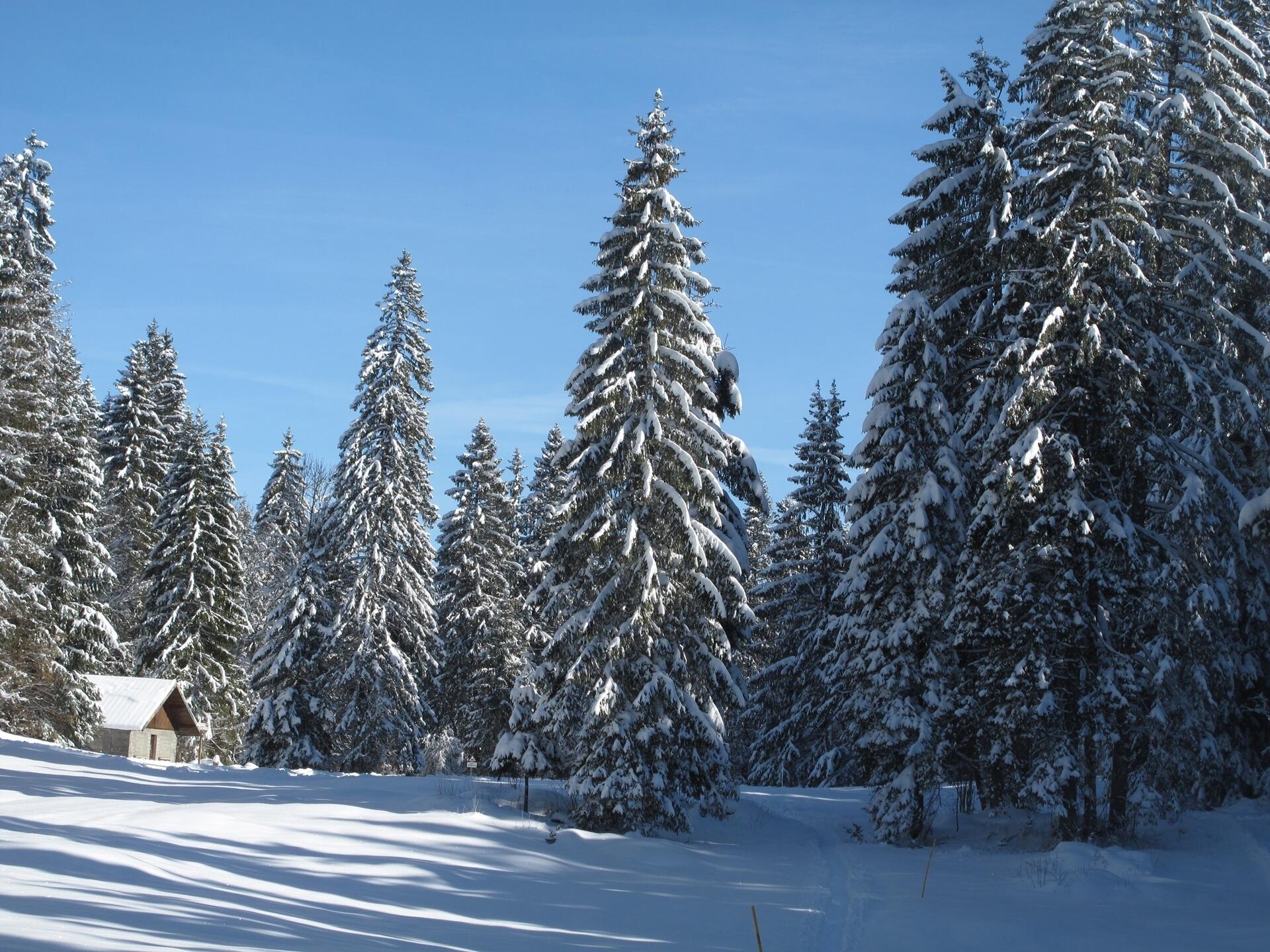 Paysages enneigés du Grandvaux  Ⓒ  Ot Haut Jura Grandvaux
