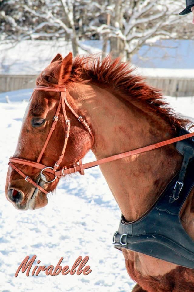 505726754_9993161264132830_4037658675887520709_n  Ⓒ  CENTRE EQUESTRE TINGUELY