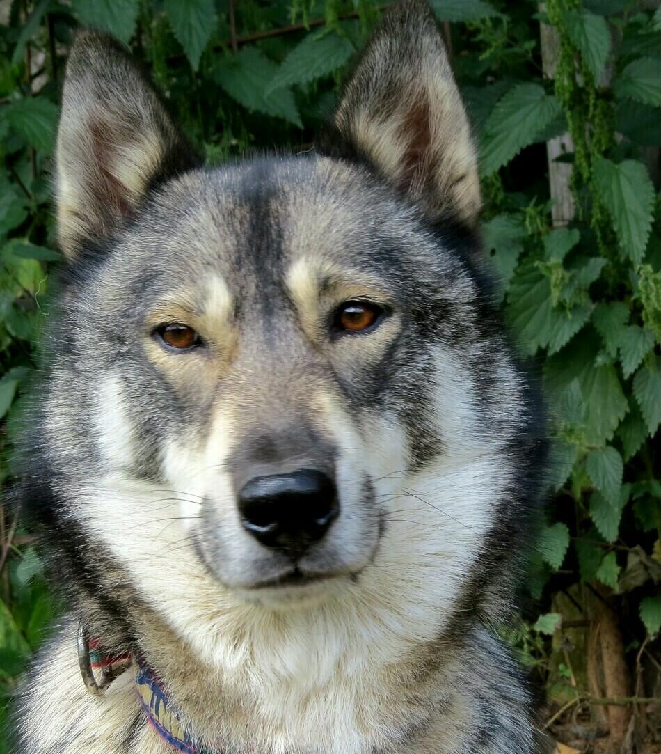 SENTIERS NORDIQUES - CHIENS DE TRAINEAUX_  Ⓒ  Sentiers Nordiques