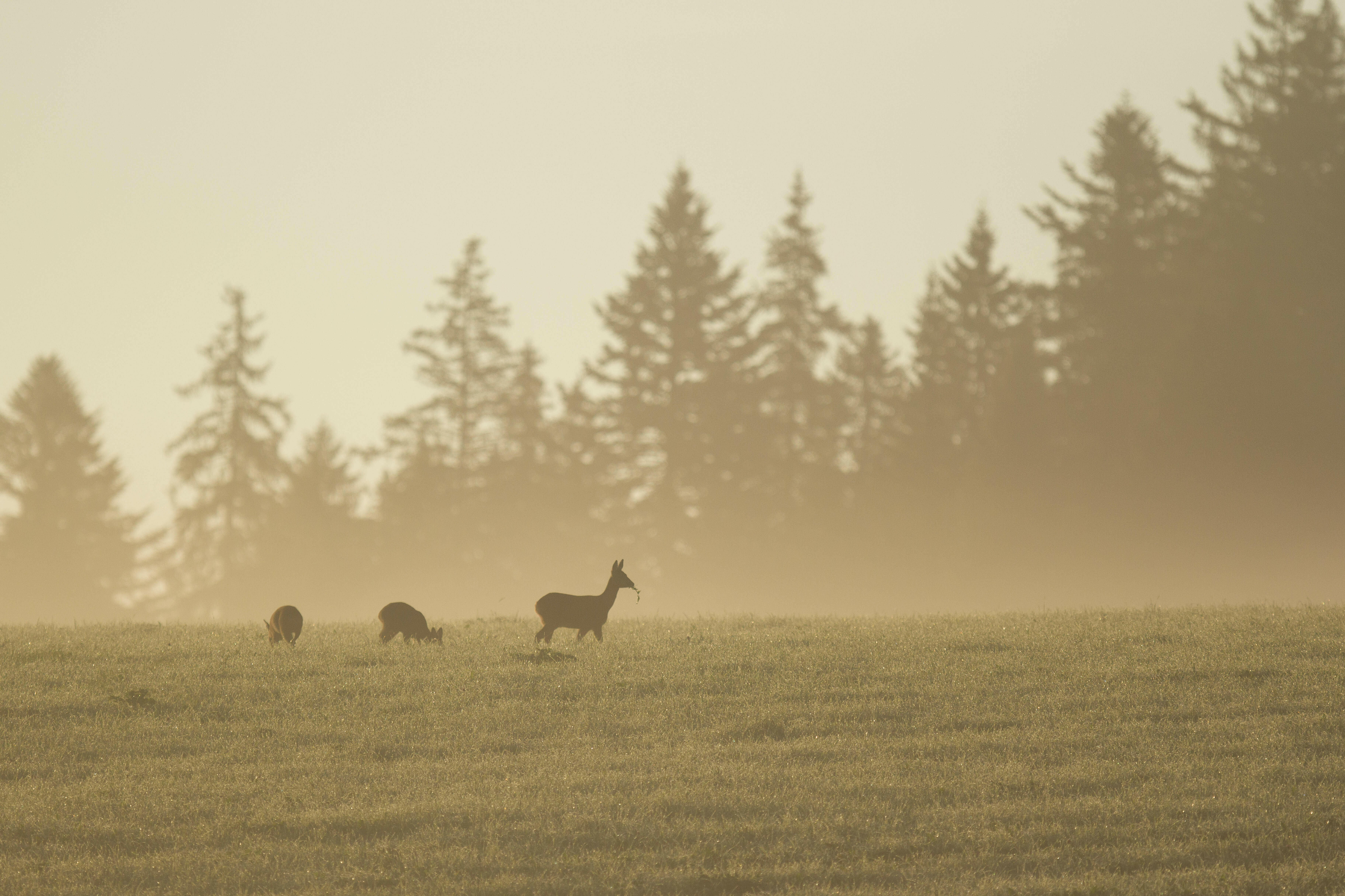 ambiance lever du jour  Ⓒ  Yoann Thionnet Instinct Nature Photographie